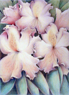 24 - Rhododendrons, $250 (Colored Pencil, 11" x 15")