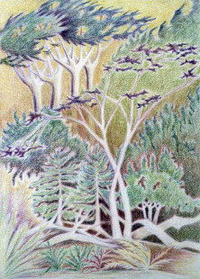 6 - Pacific Forest, $230 (Colored Pencil, 10" x 14")