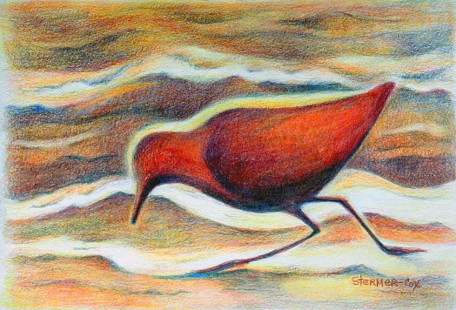 99 - Sanderling in Red, $150 (Watercolor Pencil and Colored Pencil, 7" x 5")